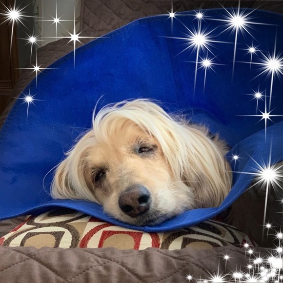 Meet your Posher, Chynna - Picture 1 of 1